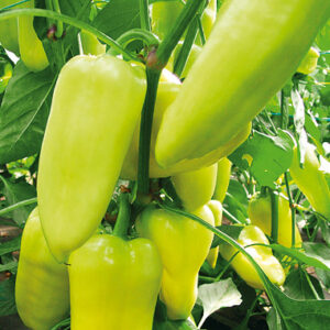 Paprika ZELENÁ, 500g