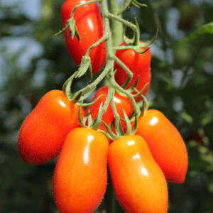 Rajčata SAN MARZANO mini, 500g