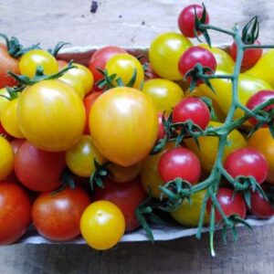 Rajčata Polabský mix, 500g