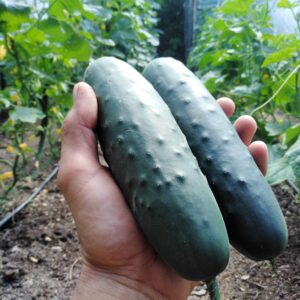 Okurka polňačka, 500g